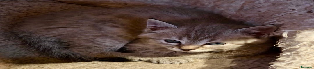 Ragdoll Kitten 3