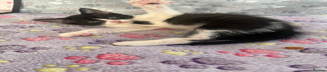 Mixed Breed Kitten 1