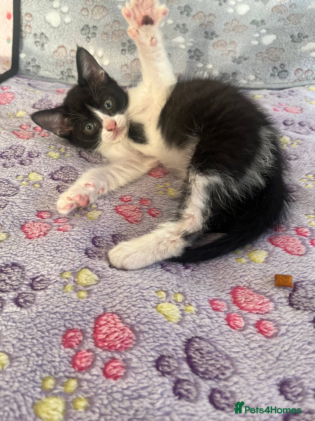 Mixed Breed cats for sale: Mixed breed kittens  - Image 3