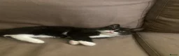 Domestic Shorthair cats for sale: 3 beautiful kittens is ready to go - Advert 3