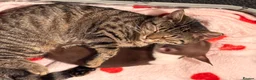 Mixed Breed cats for sale: Sofia - Advert 3