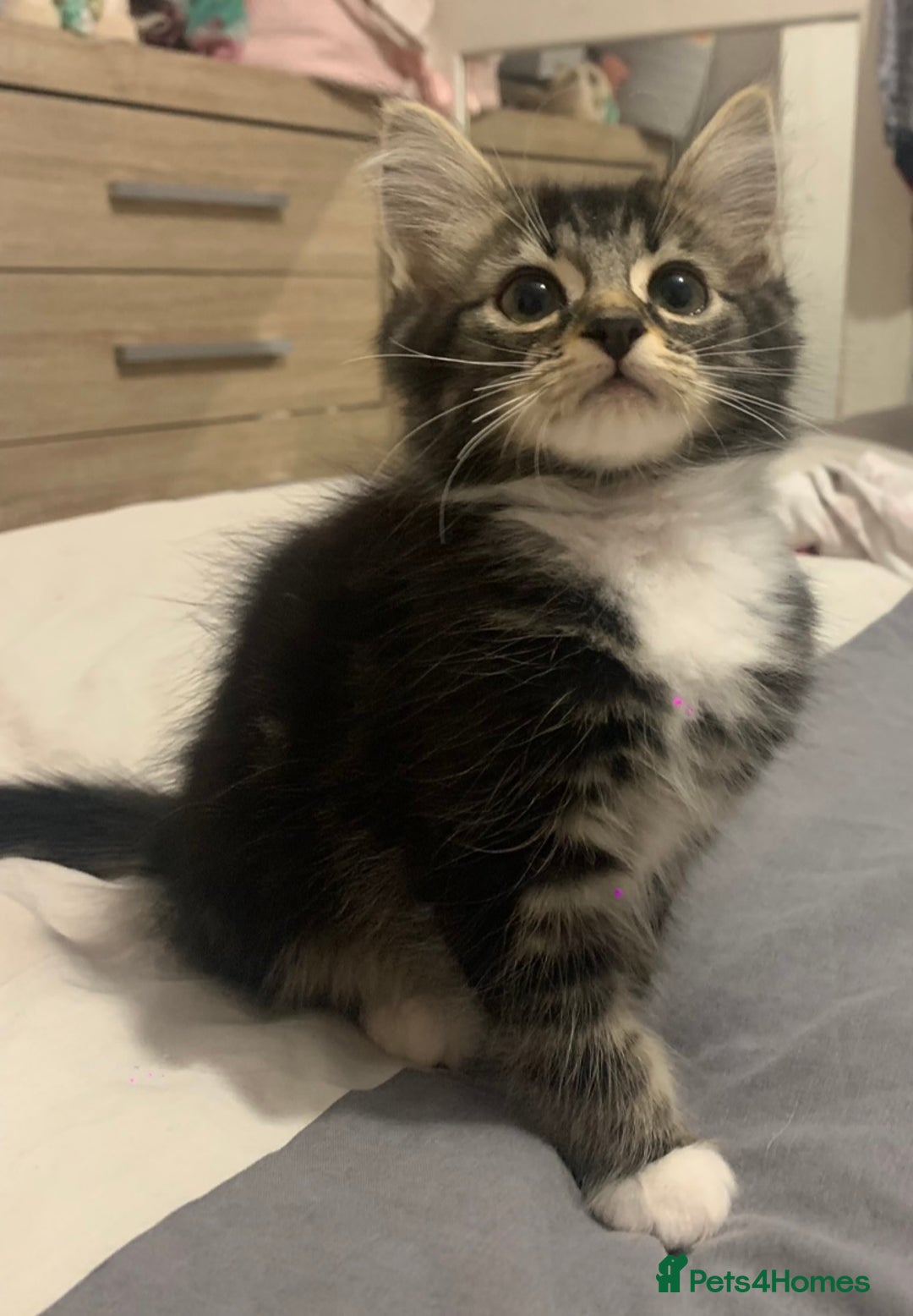 Mixed Breed cats for sale: READY NOW - 4 beautiful mixed breed kittens - Image 3
