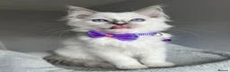 Ragdoll cats for sale: GCCF Pedigree Ragdoll kittens  - Advert 5