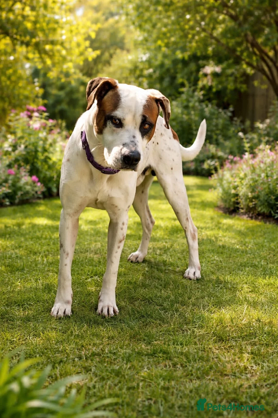 Mixed Breed dogs for adoption: CLAUDIO❤️🚨🐾 in Hengoed - Advert 3