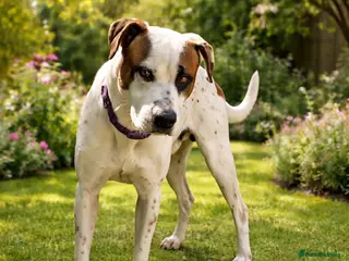 Mixed Breed dogs CLAUDIO❤️🚨🐾 - Advert 13