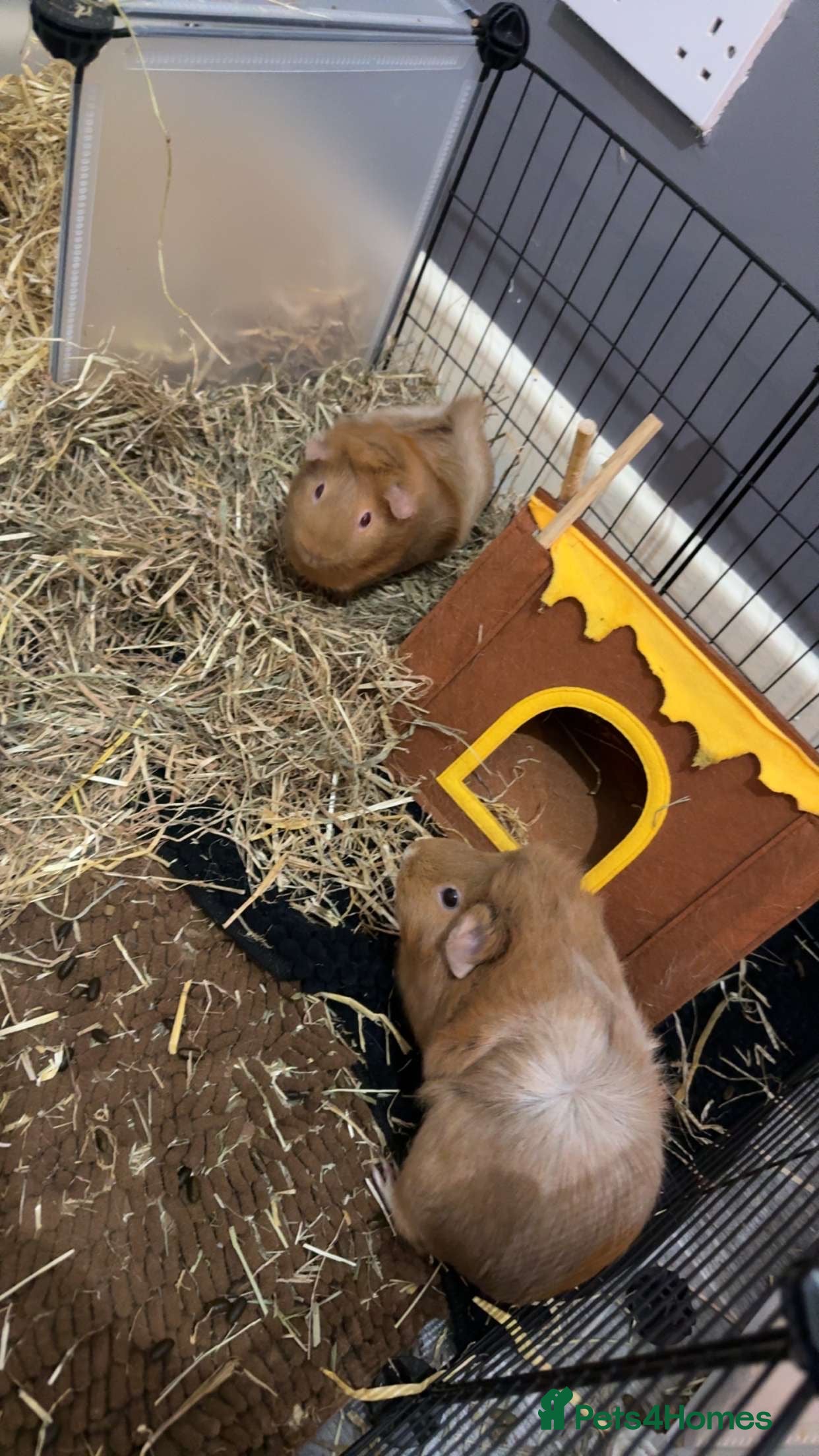Guinea Pig rodents 2 bonded female guinea pigs  - Advert 1