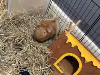 Guinea Pig rodents 2 bonded female guinea pigs - Advert 5