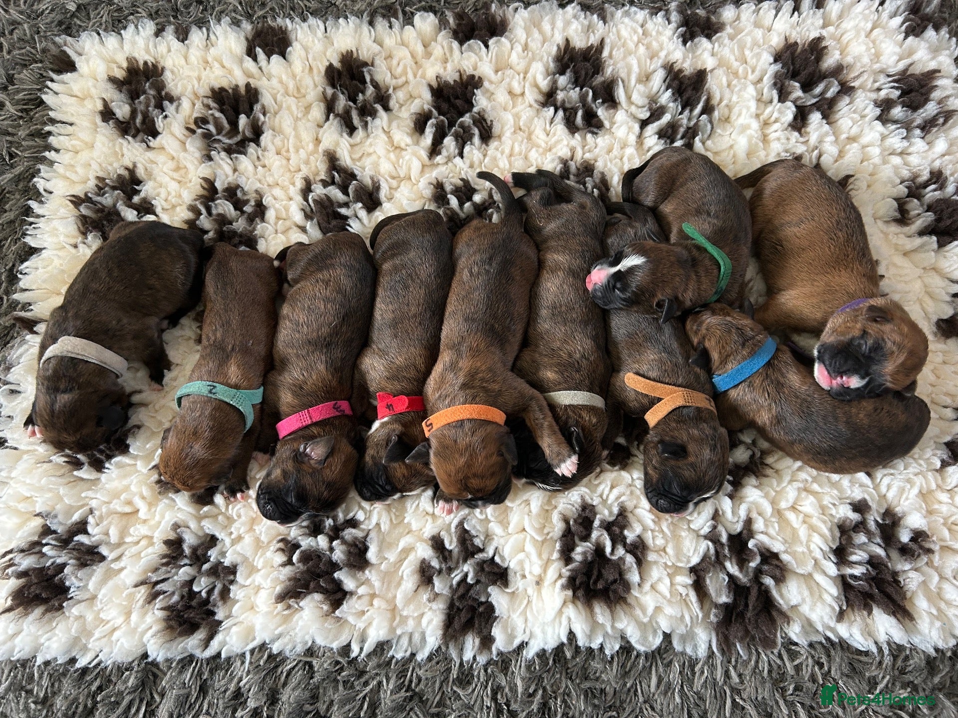 Boxer dogs Beautiful Boxer Puppies (long tail) - Advert 2