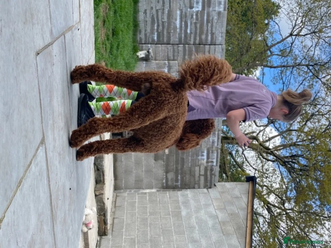 Standard Poodle dogs for stud: Red standard poodle in Aberdare - Advert 4