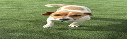 Jack Russell dogs for sale: Ready now Jack Russell puppies for sale!! in Gloucester - Advert 4