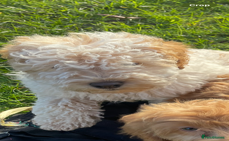 Cockapoo dogs - Advert 4