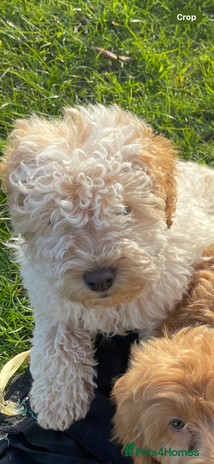 Cockapoo dogs - Advert 4