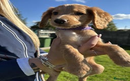 Cocker Spaniel dogs for sale: Cocker Spaniel pups  - Image 1