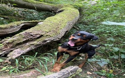 Rottweiler dogs for sale: Siblings Rottweiler boy & girl  - Image 6