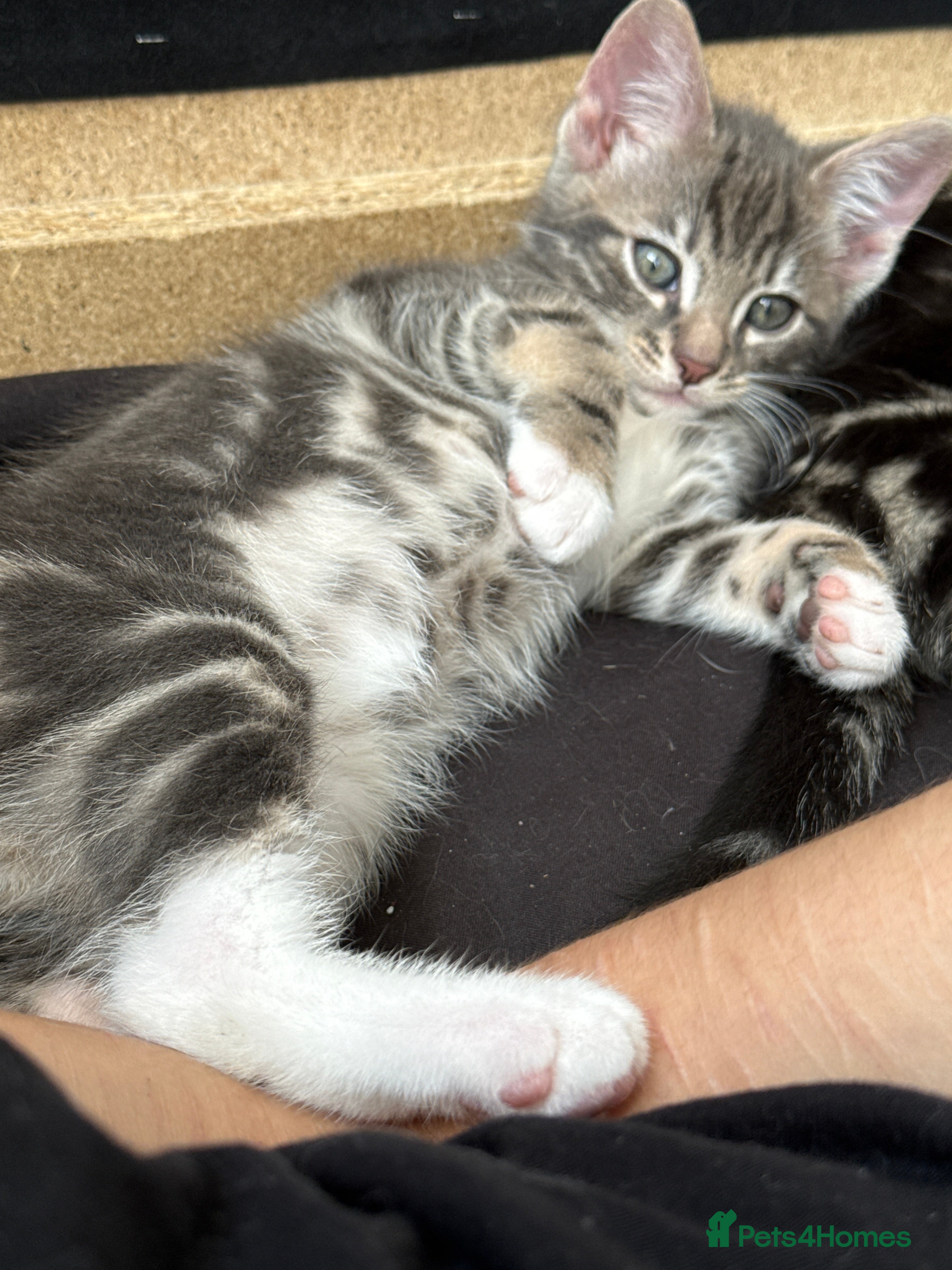 Mixed Breed cats Bengal, tabby x maincoon, British litter available - Advert 3
