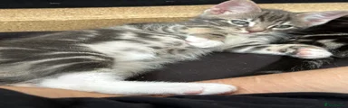 Mixed Breed Kitten 1