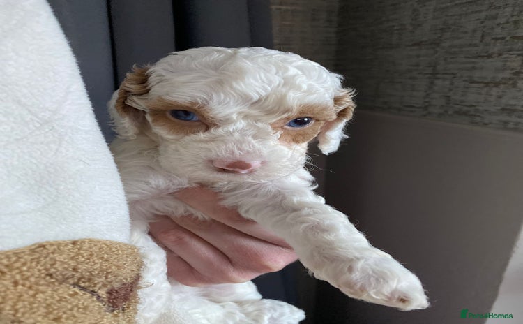 Cavapoo dogs - Advert 16