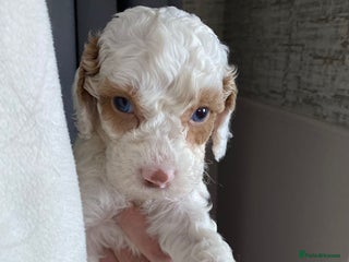 Cavapoo dogs - Advert 19