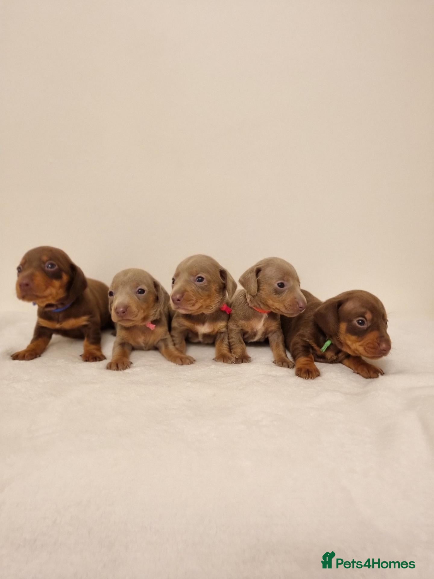 Miniature Dachshund dogs Beautiful Miniature Dachshund Puppies  - Advert 14