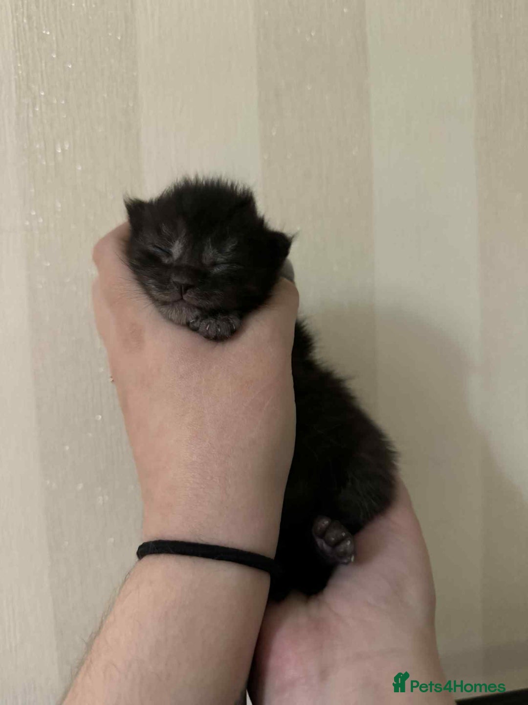 Maine Coon cats for sale: Maine coon x kittens  - Advert 14