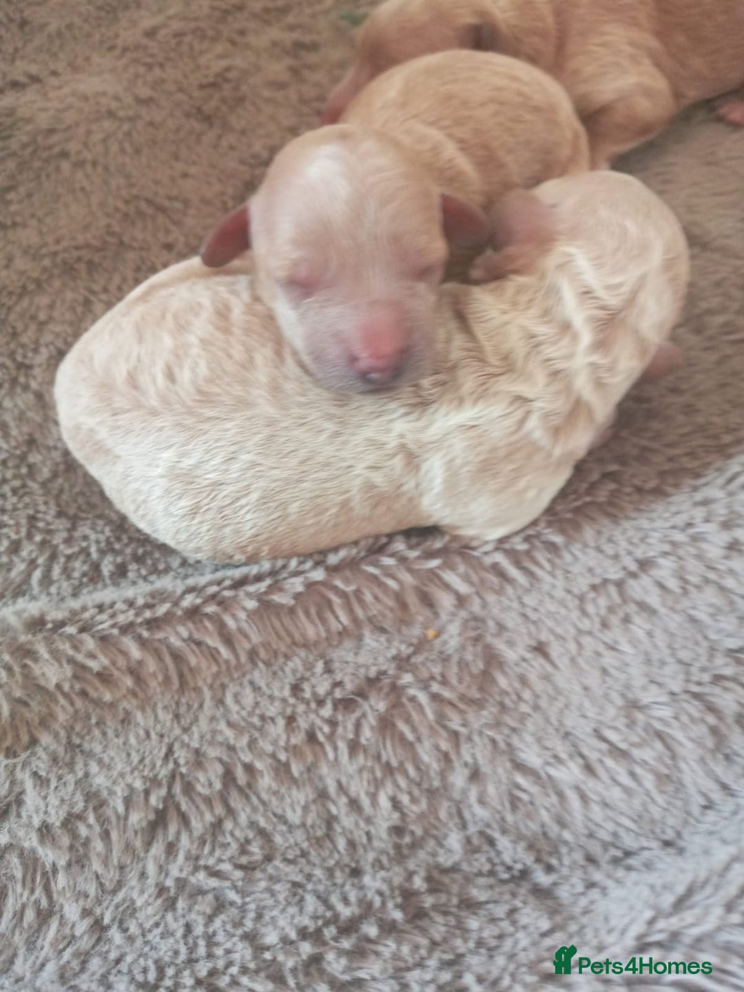 Miniature Poodle dogs for sale: 3 Gorgeous girls - Image 4
