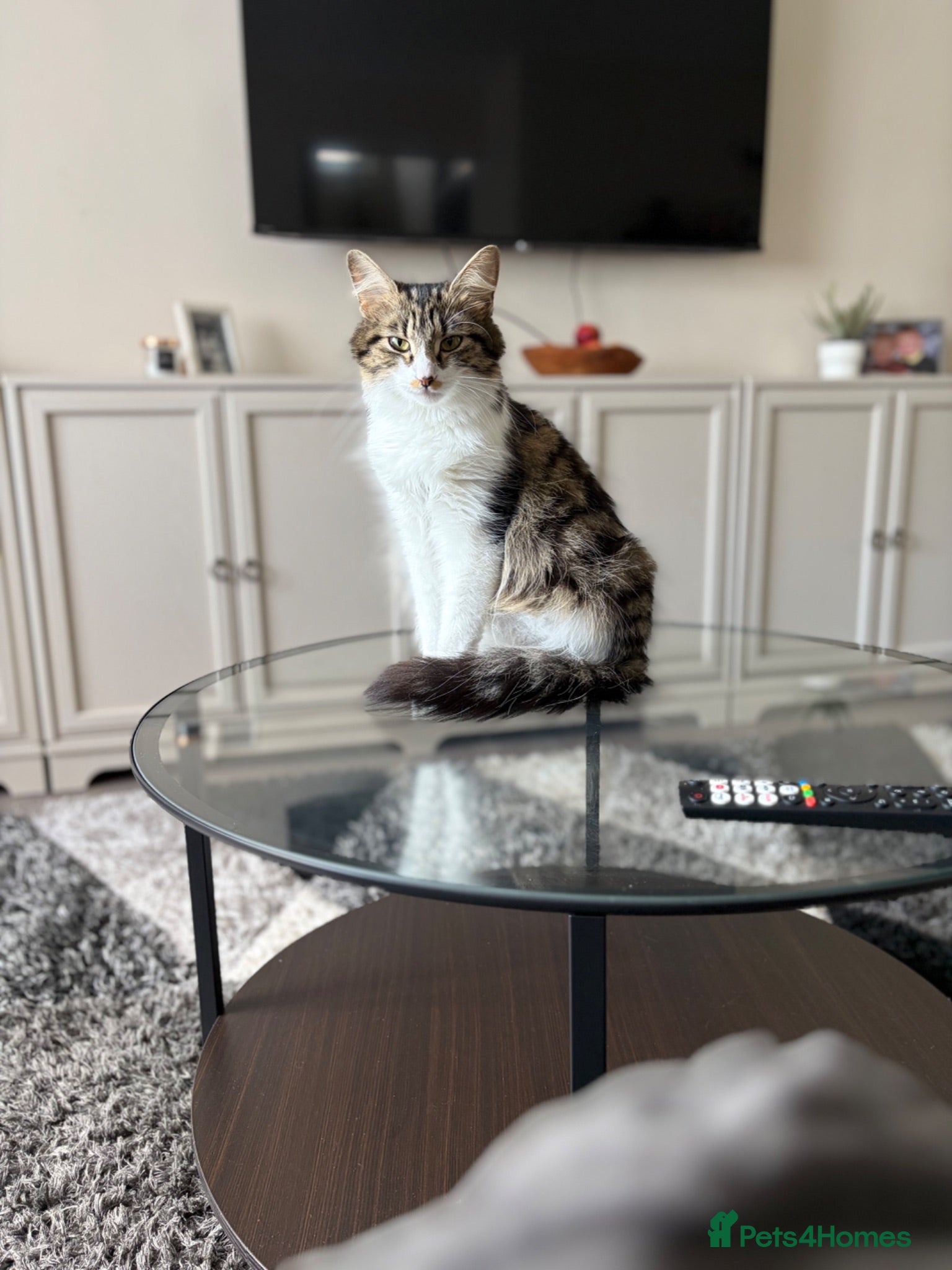 Mixed Breed cats Gorgeous long haired kittens  - Advert 4