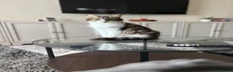 Mixed Breed cats for sale: Gorgeous long haired kittens  in Newton Abbot - Advert 1