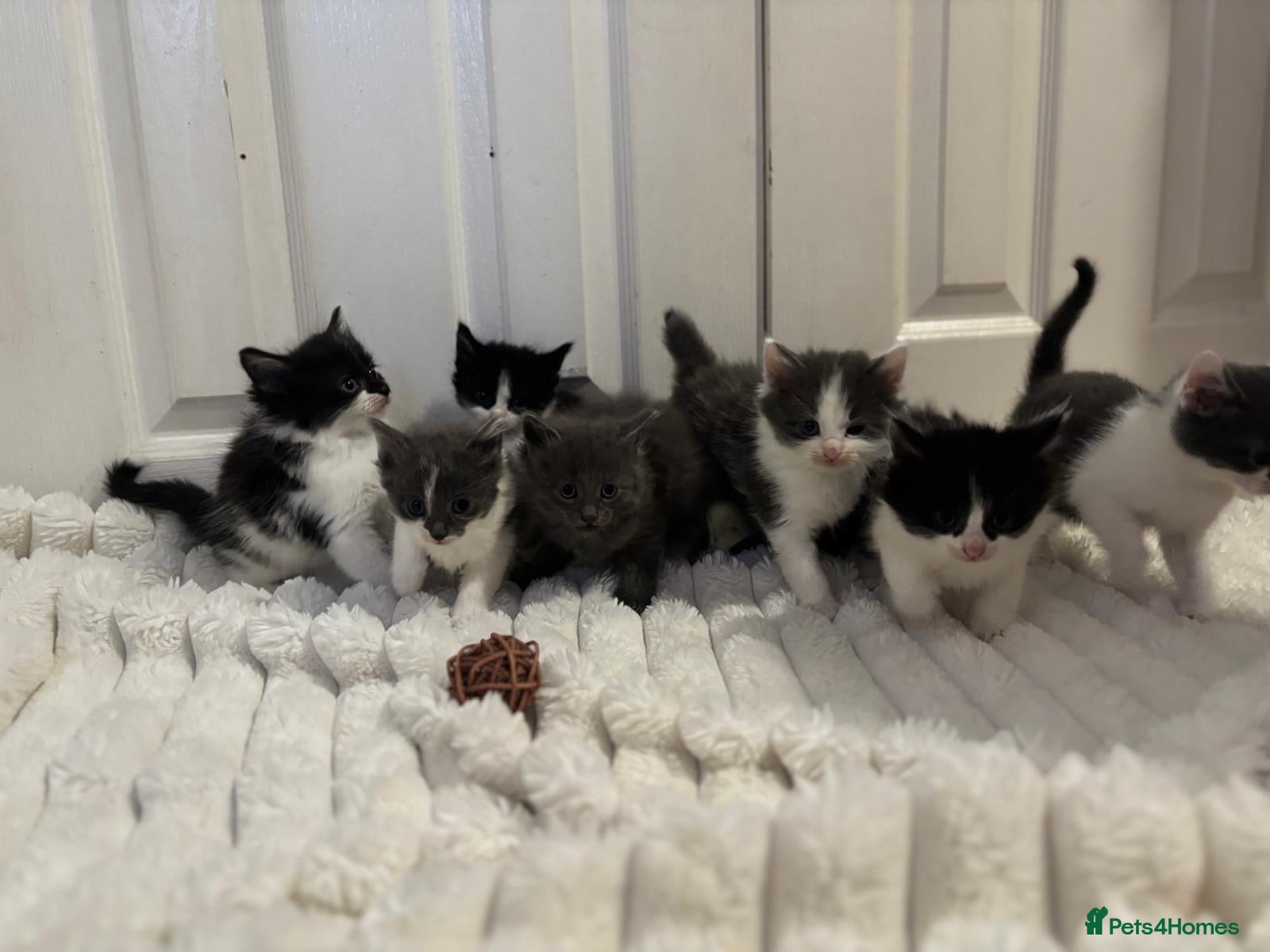 Mixed Breed cats Fluffy beautiful kittens ready for their homes  - Advert 8