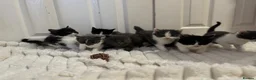 Mixed Breed cats for sale: 8 beautiful kittens ready for their new homes  - Advert 3