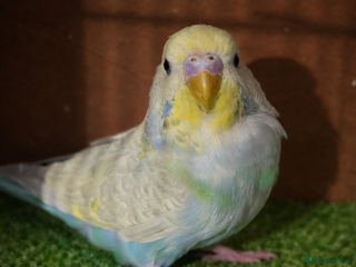 Budgerigars birds Male budgie for sale - Advert 5