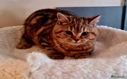 Brazilian Shorthair cats for sale: Beautiful BSH female  - Image 1