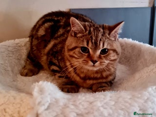 Brazilian Shorthair cats - Advert 3