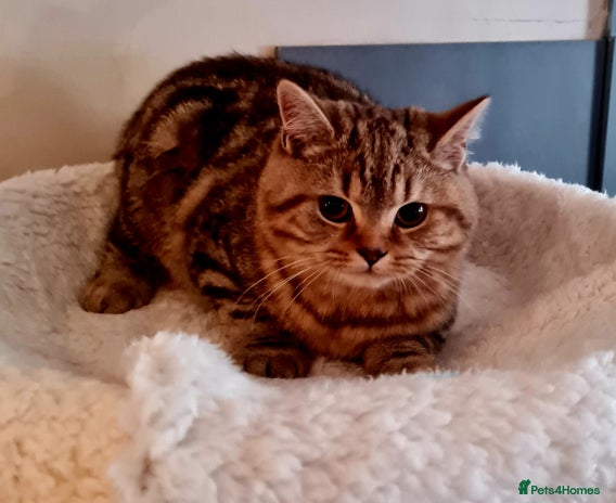 Brazilian Shorthair cats - Advert 1