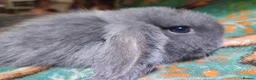 Mini Lop rabbits for sale: Baby Mini Lops - Advert 29