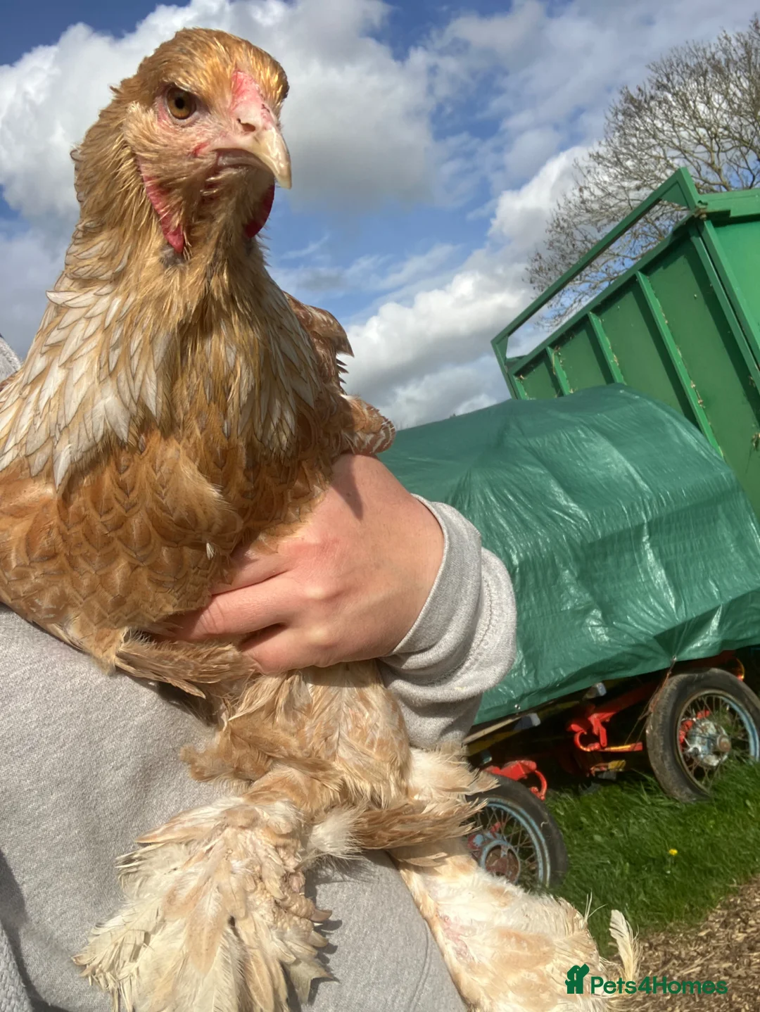 Chickens poultry for sale: Point of lay Brahma hens for sale  - Advert 1