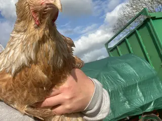 Chickens poultry Point of lay Brahma hens for sale - Advert 2