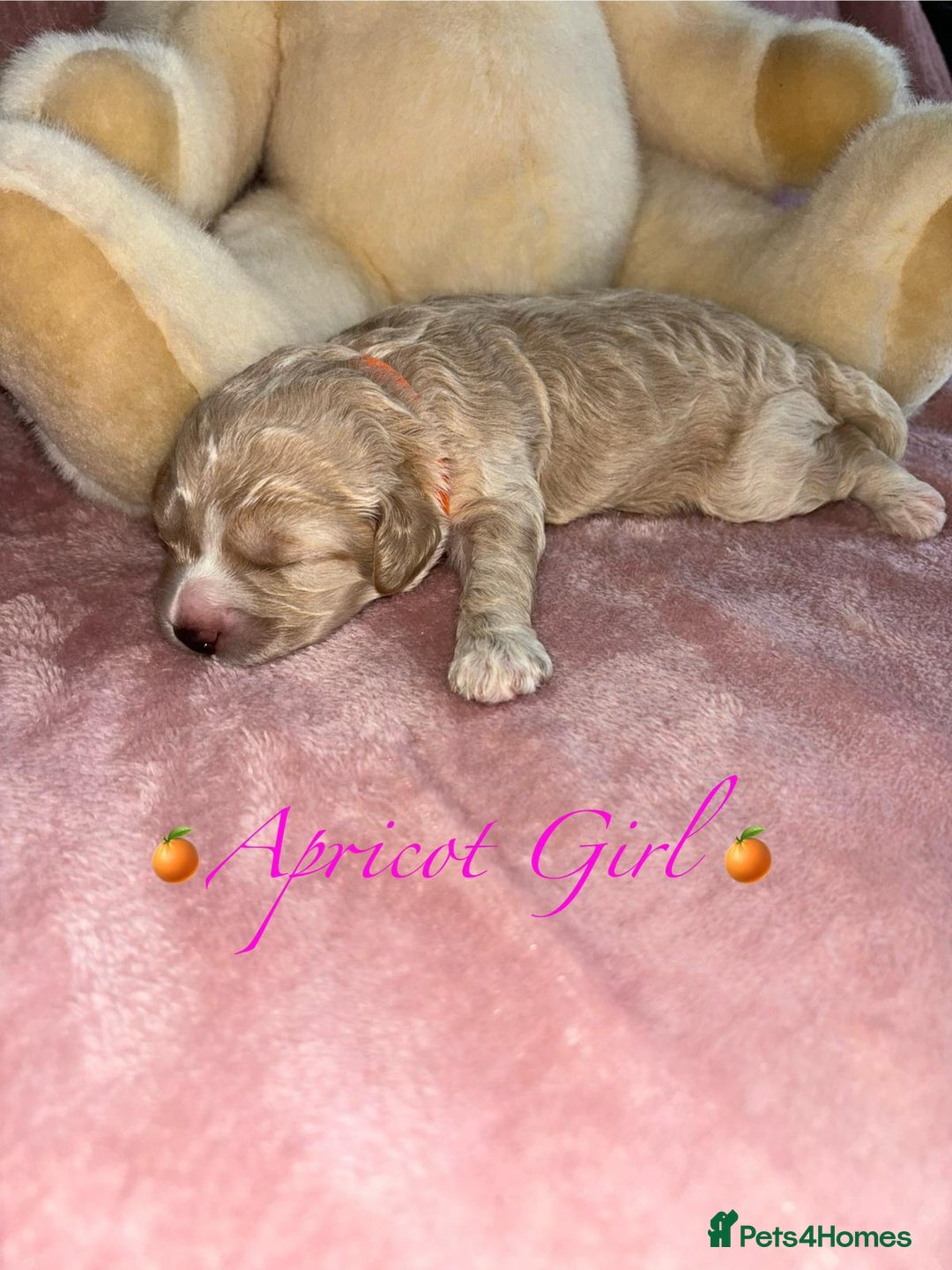 Cavapoo dogs for sale: BEAUTIFUL CAVAPOO PUPPIES HEALTH TESTED PARENTS  - Image 13