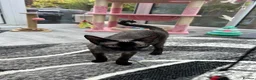 Devon Rex cats for sale: Fife reg Devon Rex kittens  - Advert 24