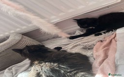 British Longhair cats for sale: British long hair kittens  - Image 7