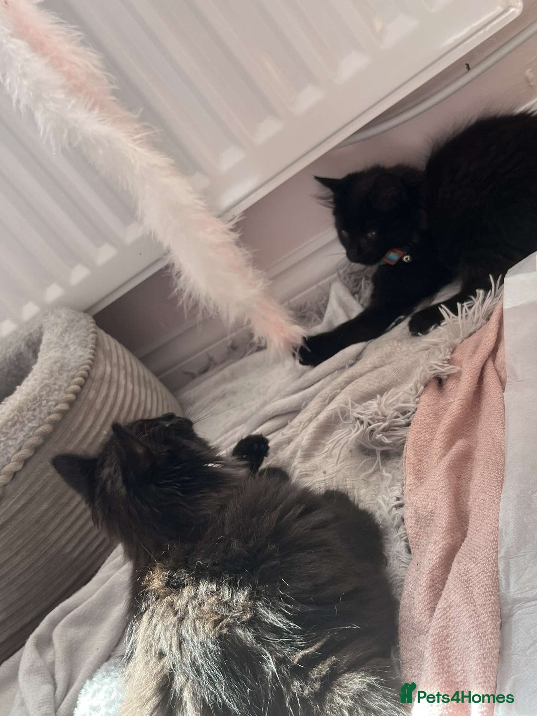 British Longhair cats for sale: British long hair kittens  - Image 7