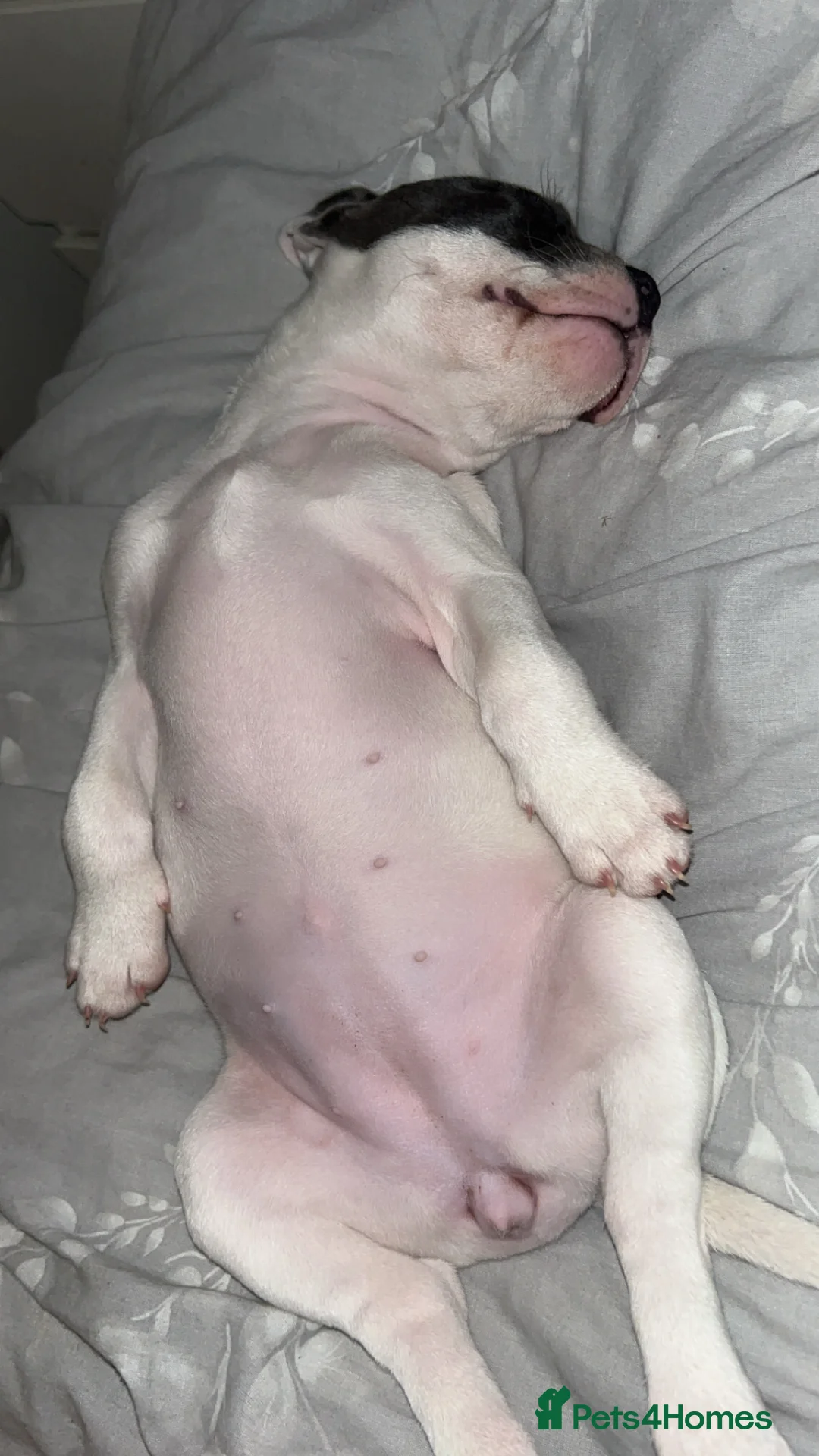 Mixed Breed dogs for sale: Female French staff - Advert 2