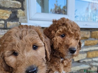 Goldendoodle dogs DNA Tested F1B Goldendoodle Puppies - Advert 10