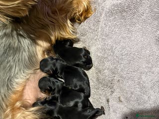Yorkshire Terrier dogs Yorkshire terrier puppies - Advert 1