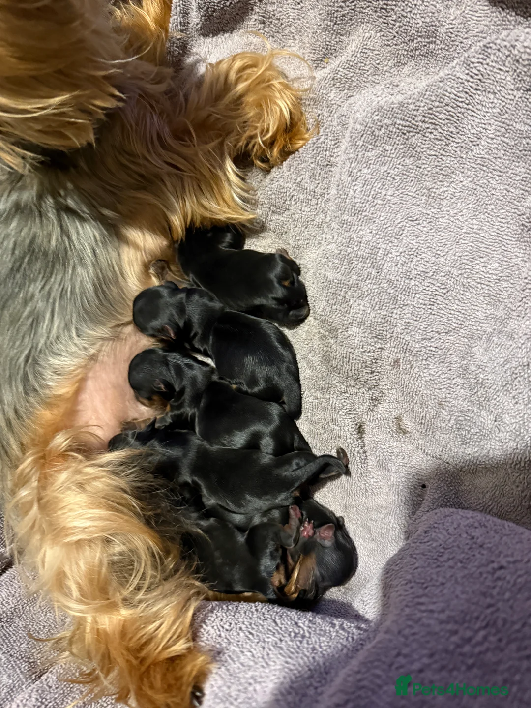 Yorkshire Terrier dogs for sale: Yorkshire terrier puppies 2 boys and 1 girl left  - Advert 7