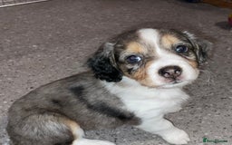 Mixed Breed dogs for sale: Border collie/Cocker Spaniel  - Image 6