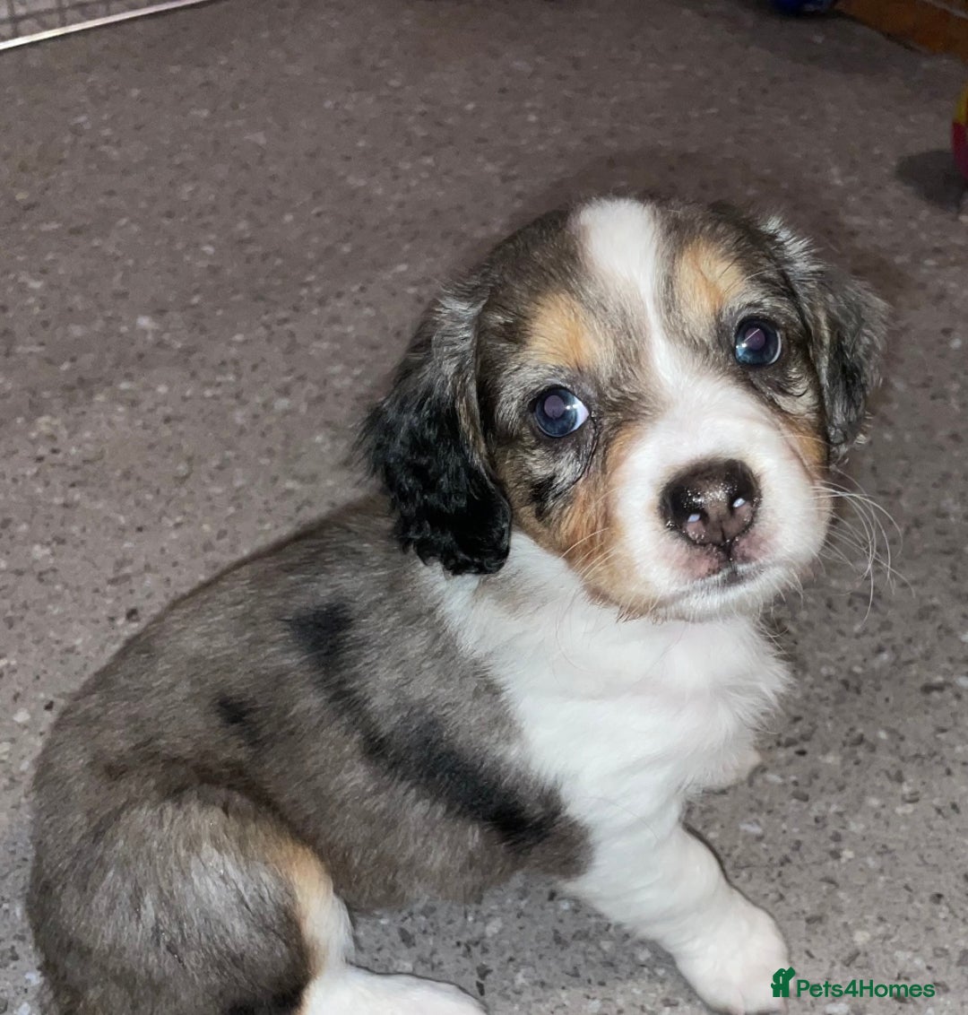 Mixed Breed dogs for sale: Border collie/Cocker Spaniel  - Image 6