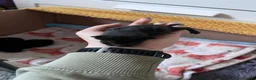 Domestic Shorthair cats for sale: 3 black kittens for sale  in Greenhithe - Advert 3
