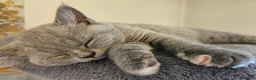 British Shorthair cats for sale: Champion lines British Shorthair kittens  - Advert 21