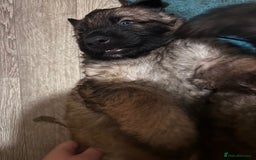 German Shepherd dogs for sale: Chunky GSD pups - Image 2
