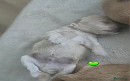 Schnoodle dogs for sale: 5 Adorable Schnoodle Puppies ❤️🩷💚💙🧡 - Image 28